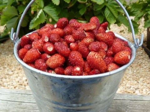 A Bucket of Gourmet Strawberries