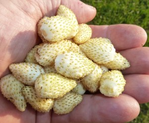 pineapplecrush_fruit