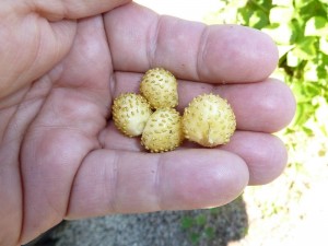 Fragaria x bifera fruit