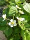 1 Quick Start Fragaria moschata 'Rosea'