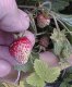 1 Quick Start Fragaria moschata 'Profumata di Tortona'