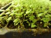 288 Plugs Fragaria vesca 'Alexandria'