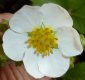 1 Quick Start Fragaria moschata 'Male'
