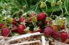 1 Quick Start Fragaria vesca 'Reine des Vallees'