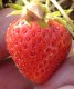 Fragaria x ananassa 'Scarlet'
