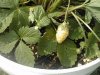 1 Quick Start Fragaria vesca 'White Soul'