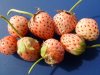 Fragaria x ananassa 'White Carolina' Bare Root-3 plant Bundle BA