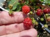 Fragaria virginiana US 4808