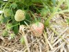 Fragaria x ananassa 'White D' Bare Root- 3 plant Bundle BA
