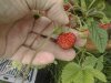 1 Quick Start Fragaria moschata 'Capron'
