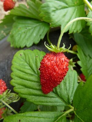 Alpine Strawberry Value Pak
