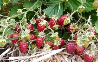 Alpine Strawberry 'Reine des Vallees' 1 Gram